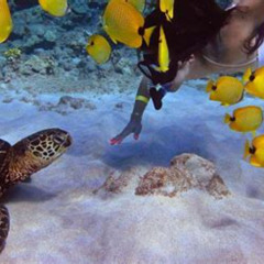 Review Special Price From Maalaea: Turtle Town Snorkel Aboard The Quicksilver