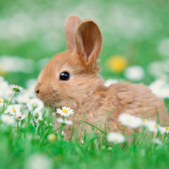 the bunny song feat. smexy b