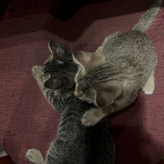 con mèo béo ( tớ hát trong cơn mưa )