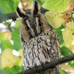 03 La Valse Du Petit Duc