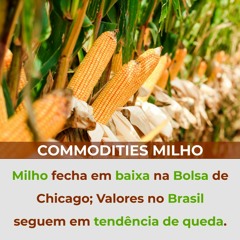 Milho fecha em baixa na Bolsa de Chicago; Valores no Brasil seguem em tendência de queda.