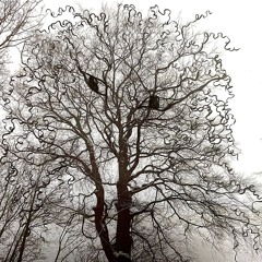 January's (Wrecking)