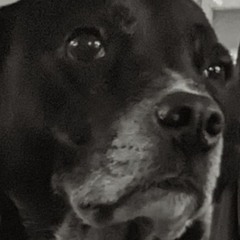 Bulldog (Demo)