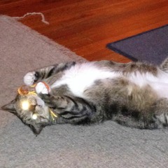 I Can't Stop Your Memory [of Montreal cover]