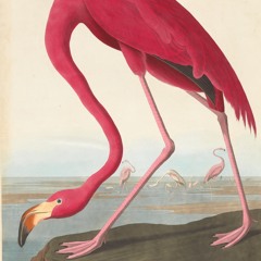 Flying Together Podcast # 4