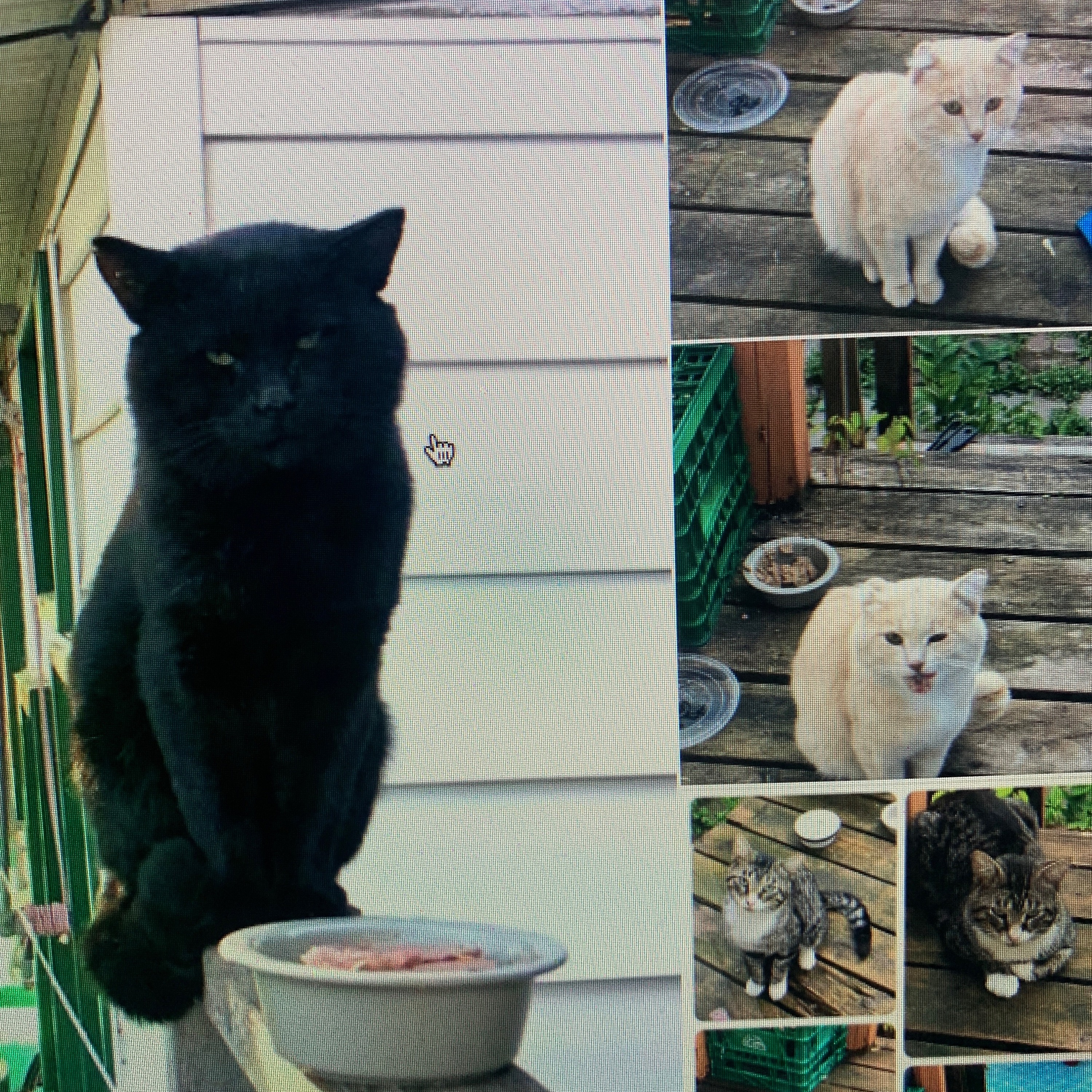 Tuesday Titter - FREE CATS.