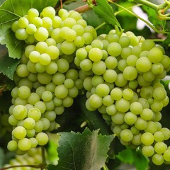 grapevine (prod. Ghowste)