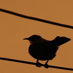 Huia Lights