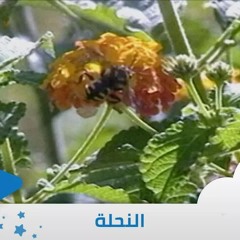 النحلة - إيقاع - من ألبوم الطفل والبحر | قناة سنا SANA TV
