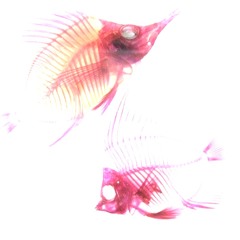 (empath)y