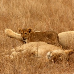 GruBa Africa Safarii