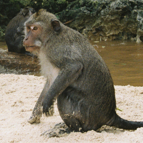 DIZZEE FLEX MOJOMIX - Free Download