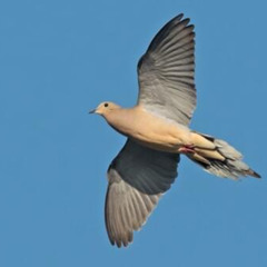 Bird Freestyle