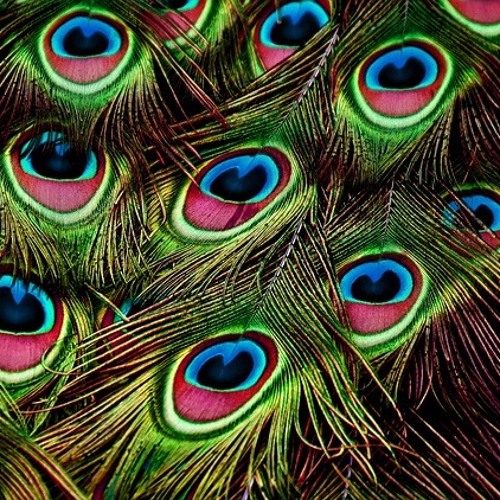 Peacock (guitar and vocal)