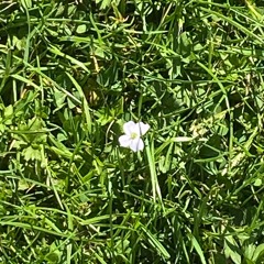 snap score (prod me)