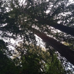 Redwood Groove