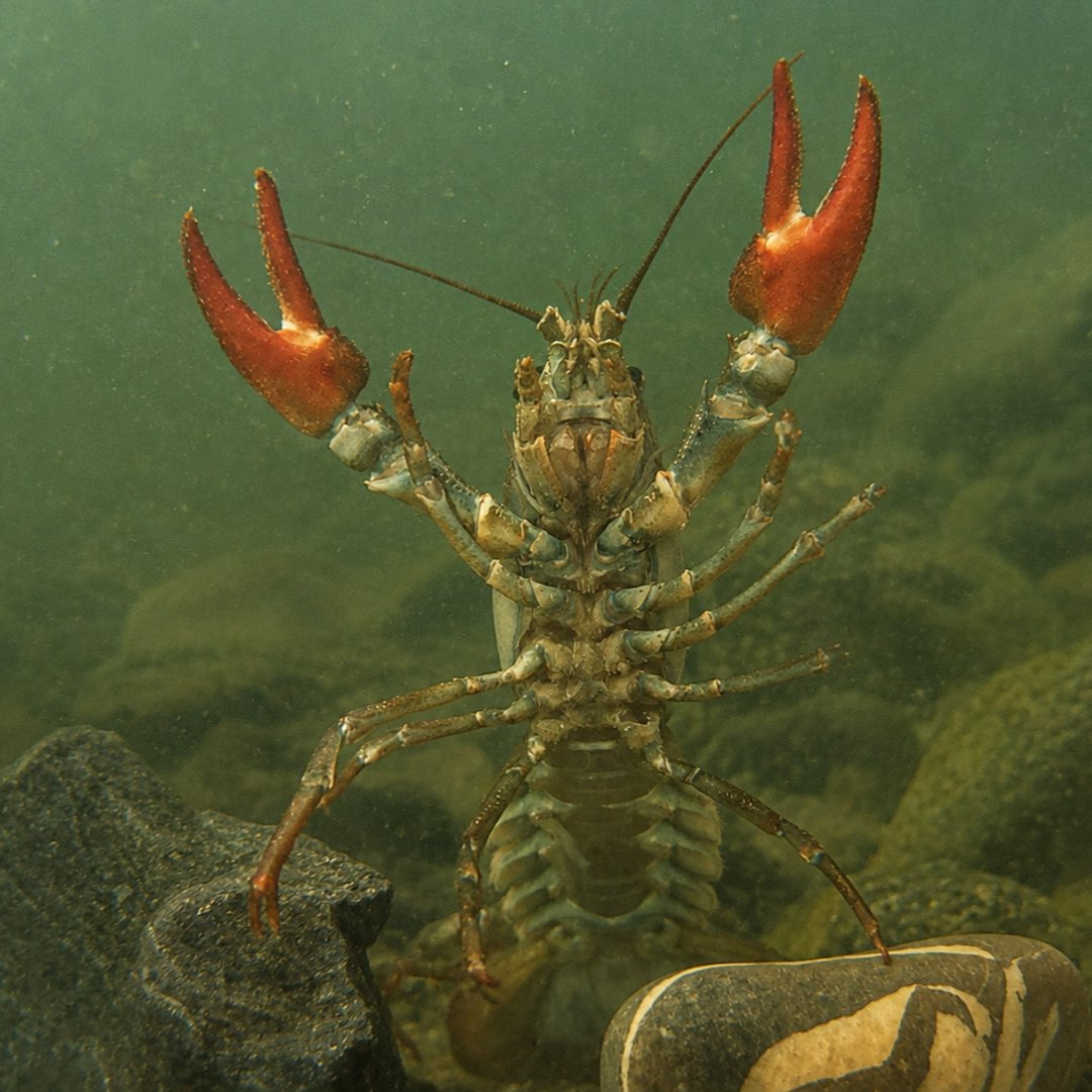 Crayfish (Leman Lake, Geneva)
