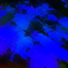 Maple