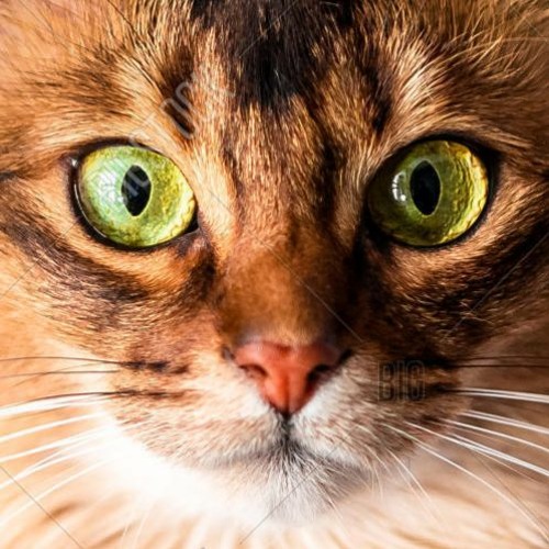 Reading Jacques Derrida: mixed extract 'The Animal That Therefore I Am'