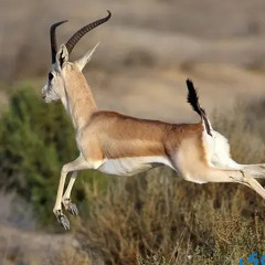 مايصيد الجوازي كود بخصً وظاري 𓃴