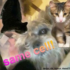 same cell w/ cfx, bkyz, & dazed?!