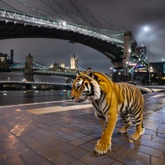 Automation - Tiger Feet [x-mix]