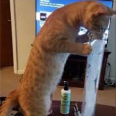 simepongointensoooooo - s0sa