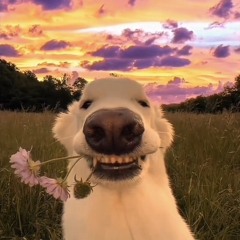 XIN MOT DEM YEU EM X DIEU UOC DON GIAN-CAO THANG.mp3