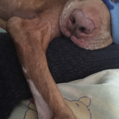 pepper step aftermath