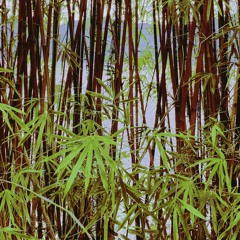 Bamboo Groove