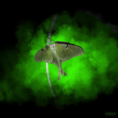 Mothra's Party