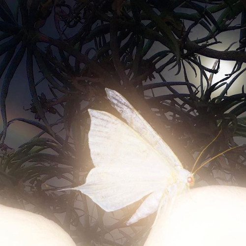 butterfly net (demo)