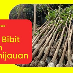 WA 0822-4466-3535, Pohon Tabebuya Rosea Surabaya