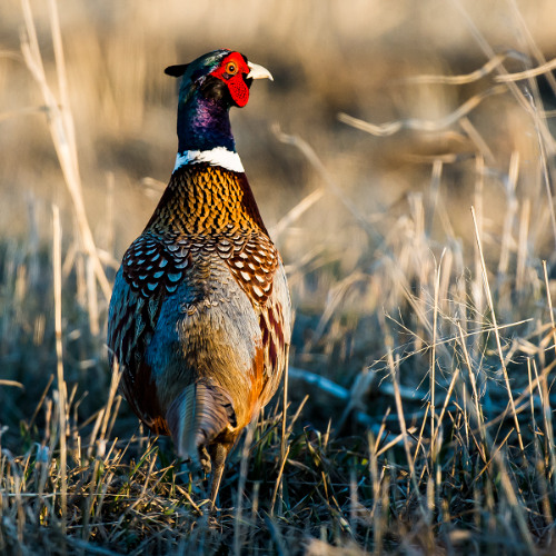 Panhandle Afield: Pheasant Hunting