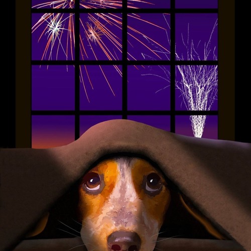 Fireworks Fucking Suck (According To 8 Out Of 10 Cats)