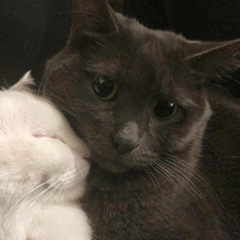 ouu 2hollis rommulas