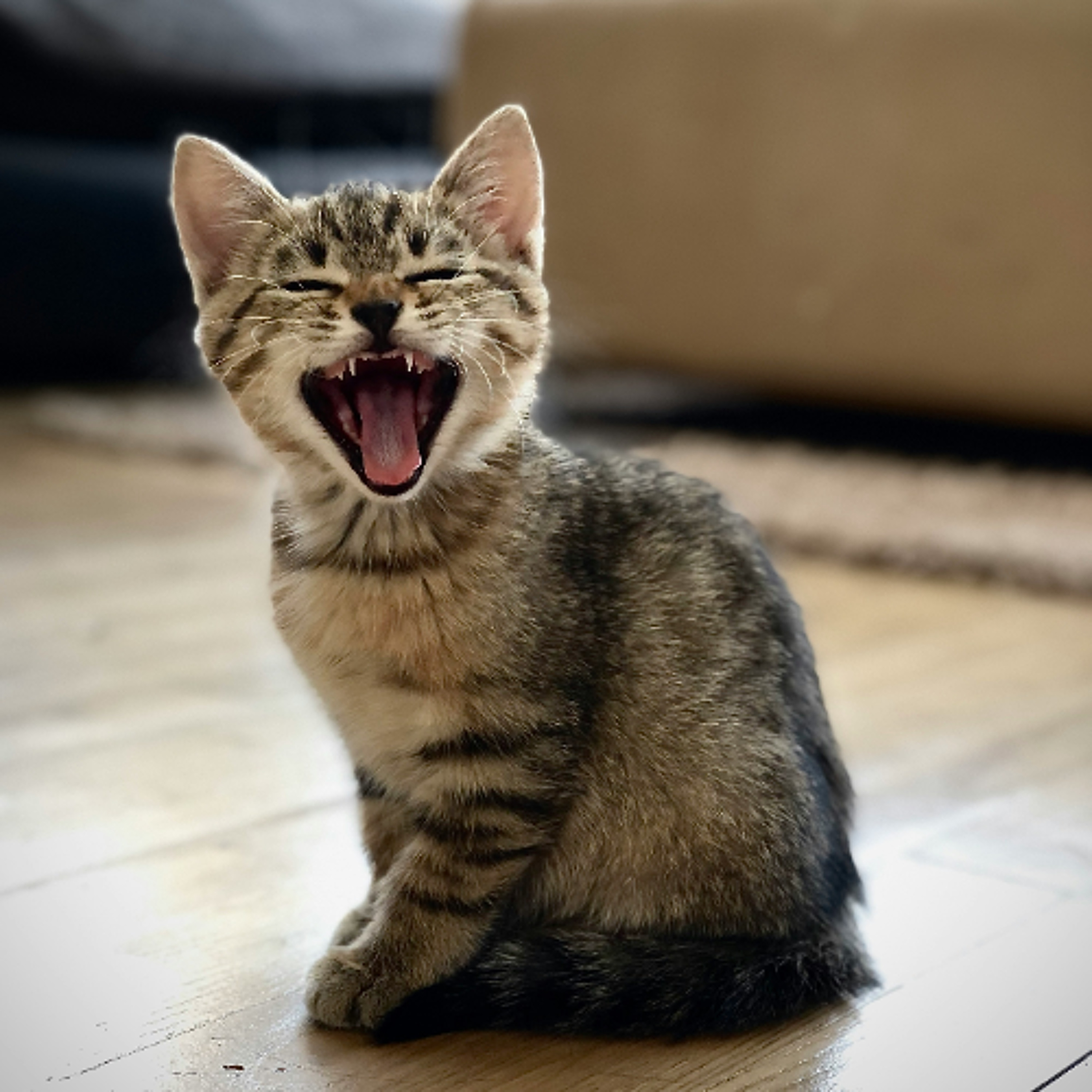 Doin’ the Cat Thing