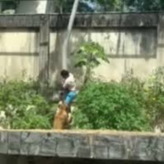 video da leoa no zoológico  video da leoa no zoológico portal Zacarias