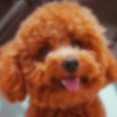 Canino FM | DJ SOSA RD | 17 April 2024