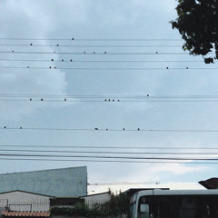 like a bird set free