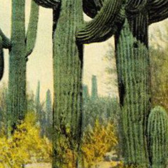 JAVALI(MX) - Mar y Desierto
