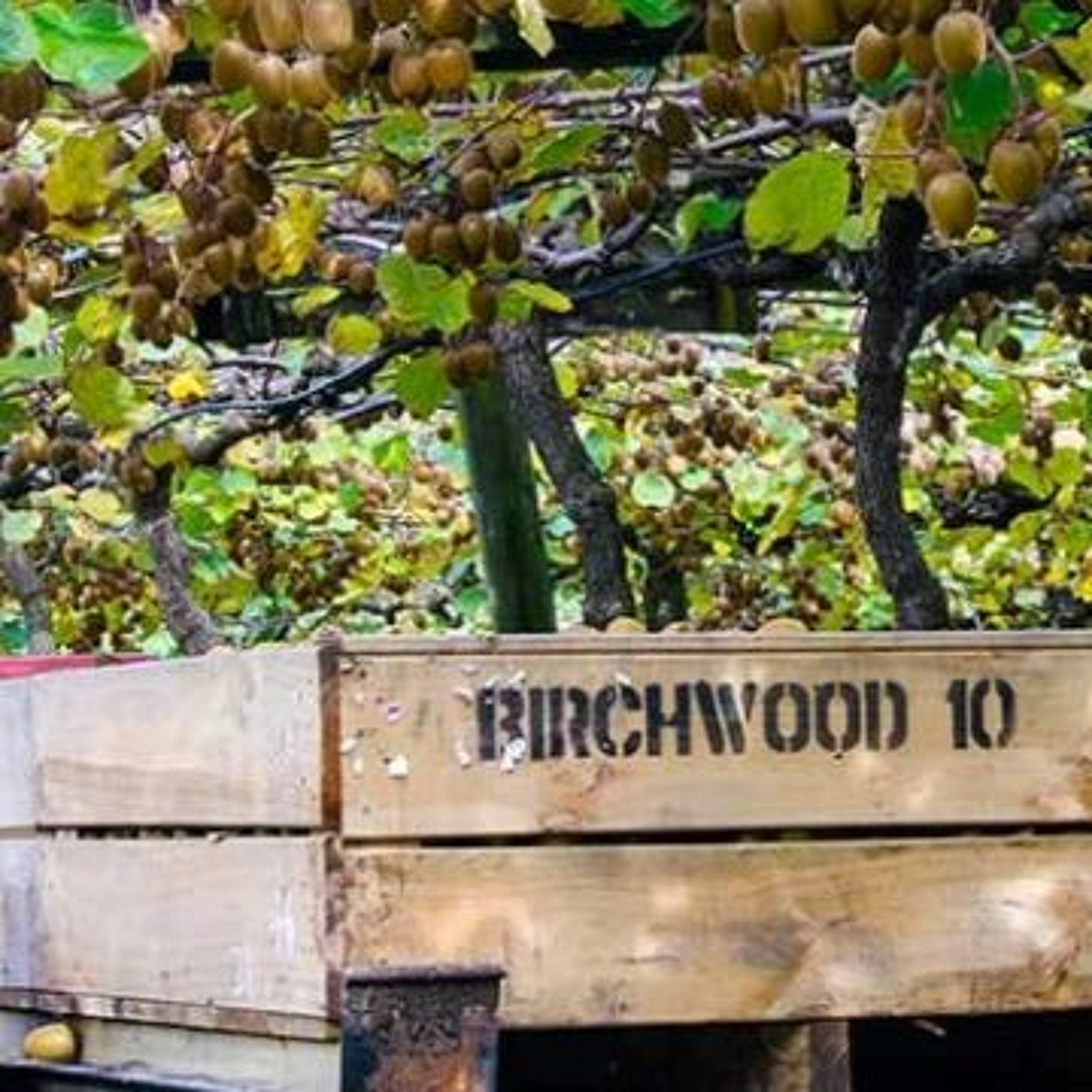 Snapshot - Grower services in action: a chat with Bridgette at Birchwood