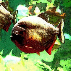 Piranha