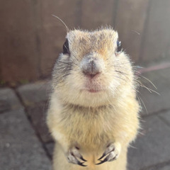 gatorade sponsorship