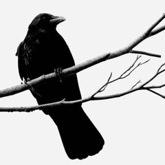 raven (longboystyle + desmos)