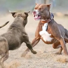 Big dog-phone version