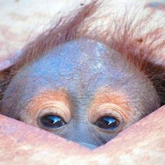 Bill Burr And His Dog