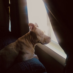 We’ll meet again (cover)