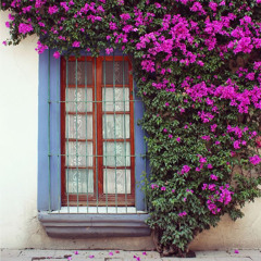 والله إني في محيـا وجهك الطاهر أماري