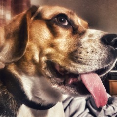 Allegretto - The Beagle